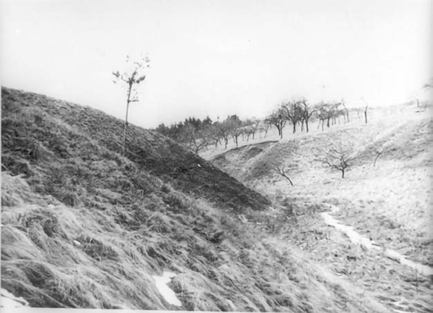 streuobst-web-46