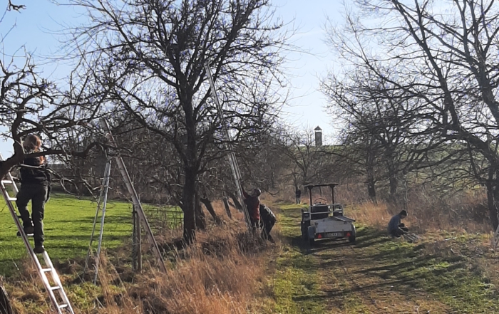 Obstbaumschnitt in der Allee zum Sulberg