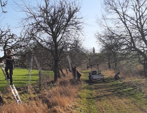 Obstbaumschnitt in der Allee zum Sulberg